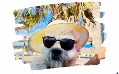 JUNIOR is lounging on the beach, but we'll be at your service all summer long!